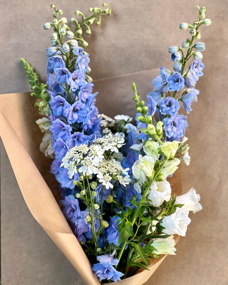 Delphinium hybrida | Hybrid Delphinium | Tall, Colorful Spikes for Gardens and Cut Flowers