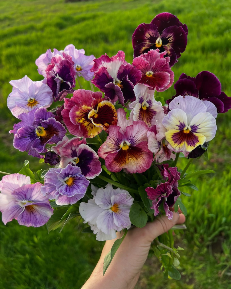 Italian Pansy | Viola x wittrockiana F1