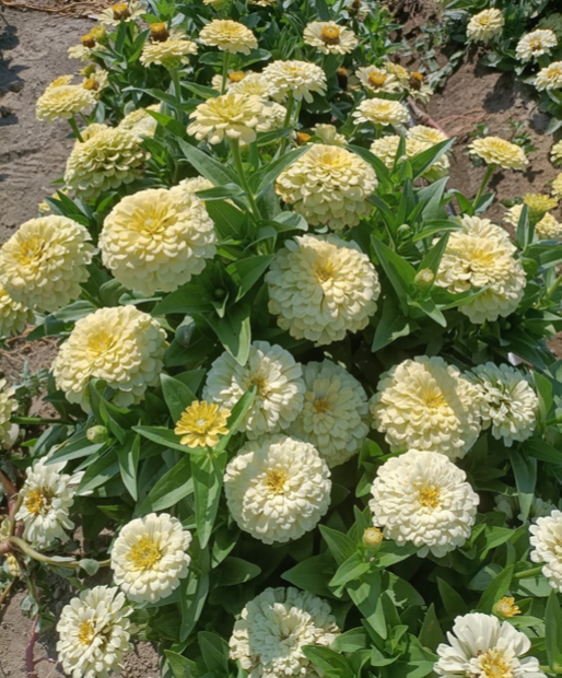 Zinnia elegans Rosetta