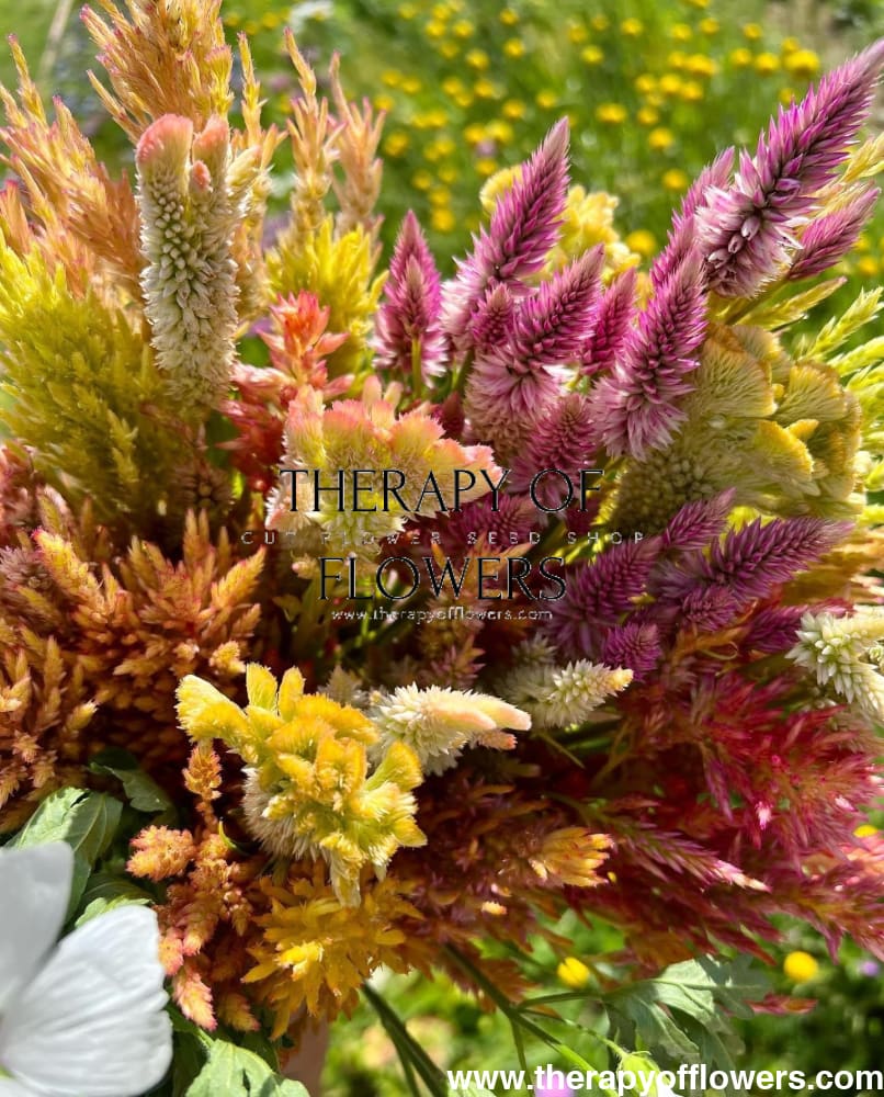 Vārpu celozija sēklas | Celosia spicata grieztiem un kaltētiem