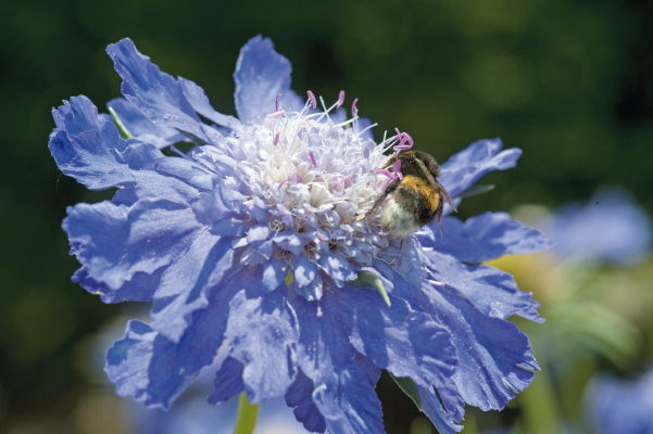Scabiosa caucasica Fama® | Pincushion Flower | Seed Collection