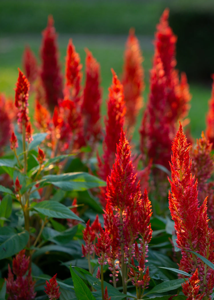 New Flower Seeds for 2026 | Fresh Colors, Rare Varieties & Inspiring Blooms