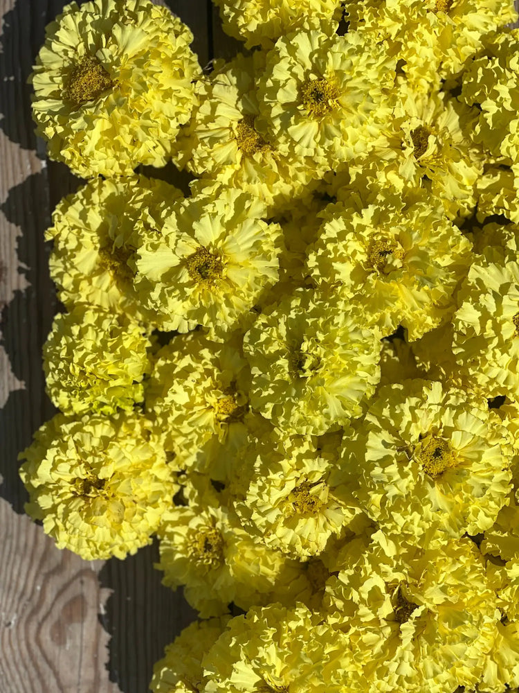 Tagetes erecta | African Marigold