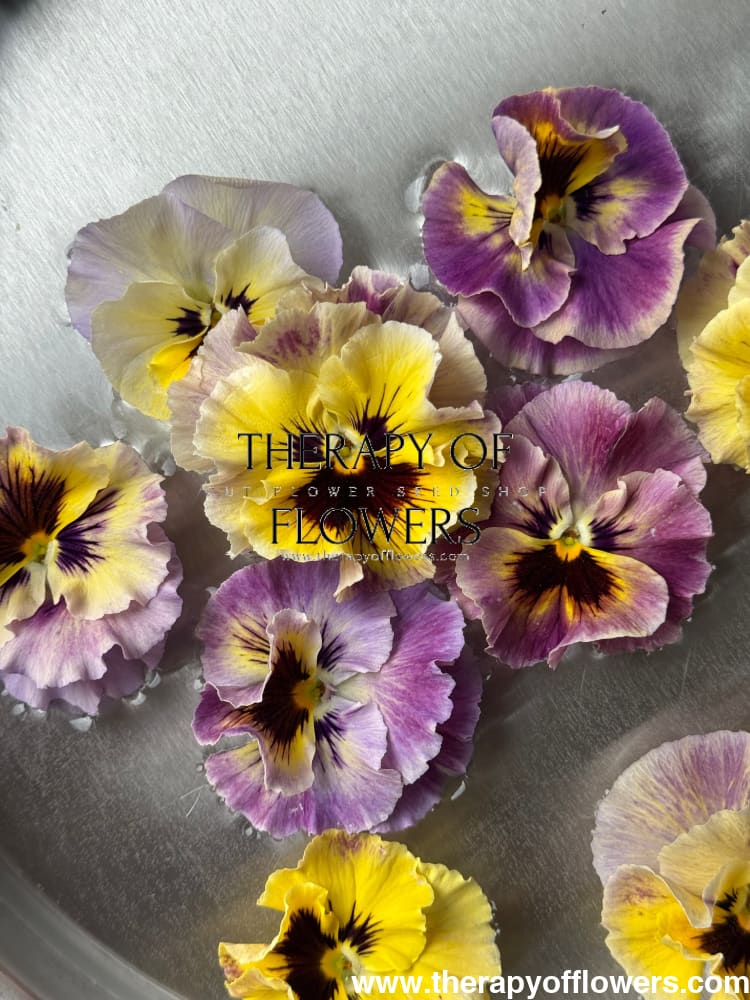 Viola x wittrockiana Frizzle Sizzle Series | Frilled Pansy Seeds