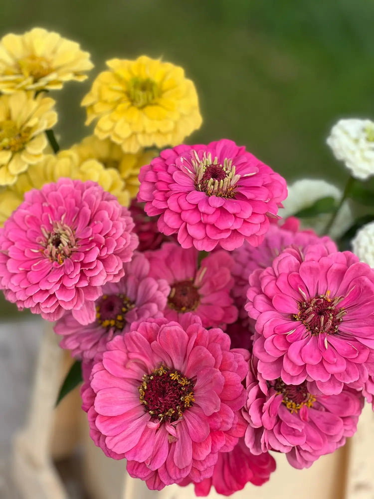 Zinnia elegans | Zinnias seeds: Benary's Giant, Oklahoma, Lilliput, Zinderella, Queen