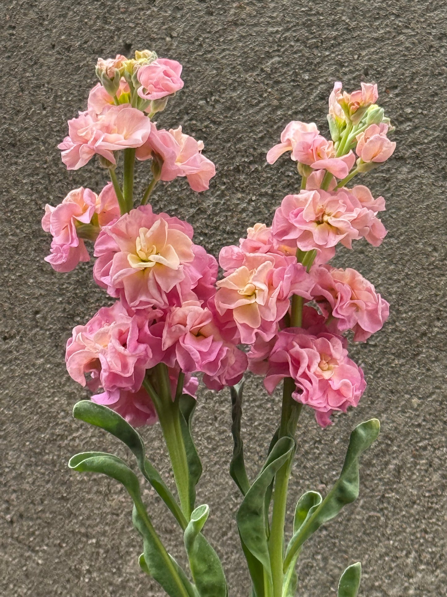 Matthiola incana StoX® Champagne | Stock therapyofflowers.com