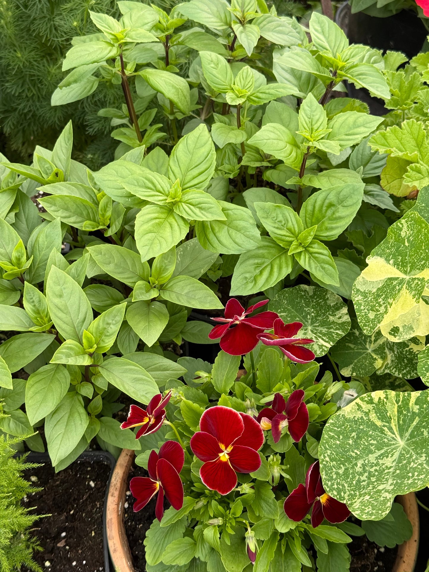 Viola x wittrockiana Inspire® Plus Scarlet F1 | Spring or Autumn Pansy therapyofflowers.com