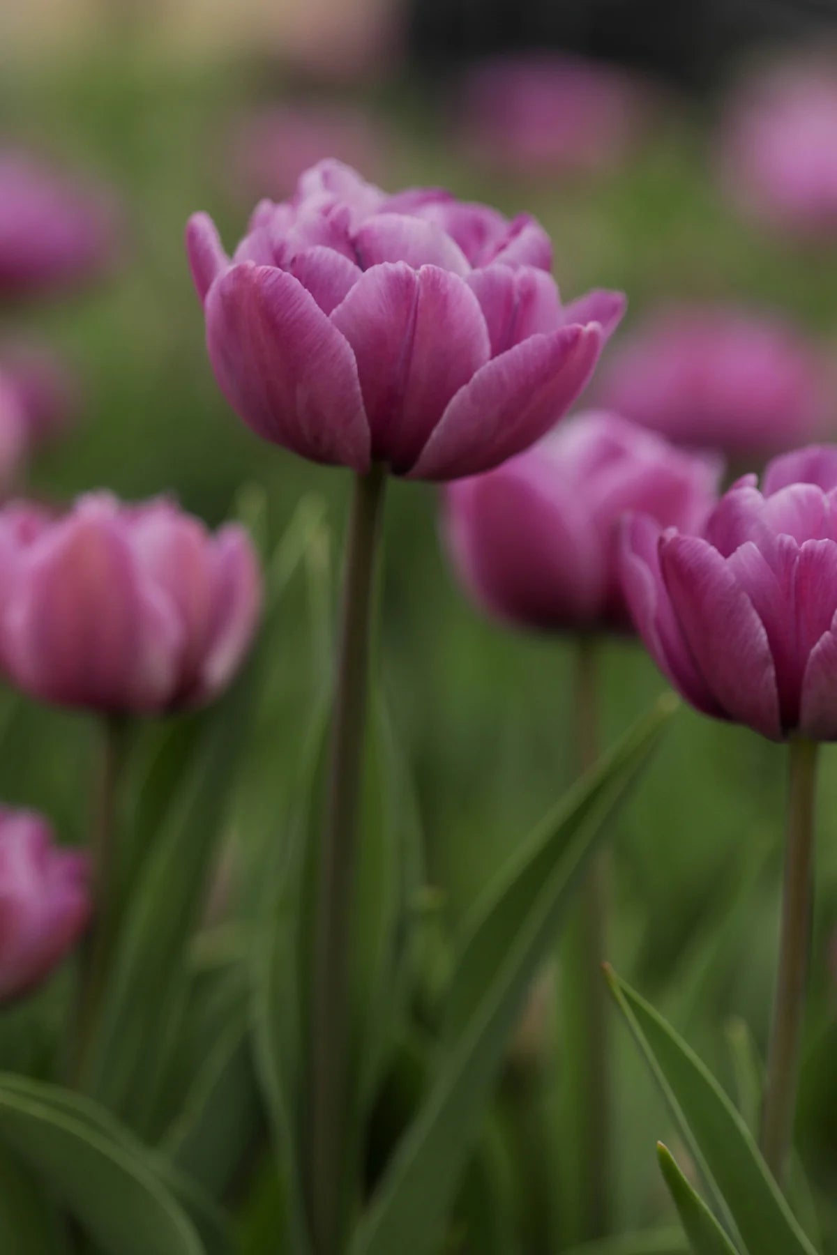 Tulpe Blue Diamond | Pildītā Vēlā Tulpe