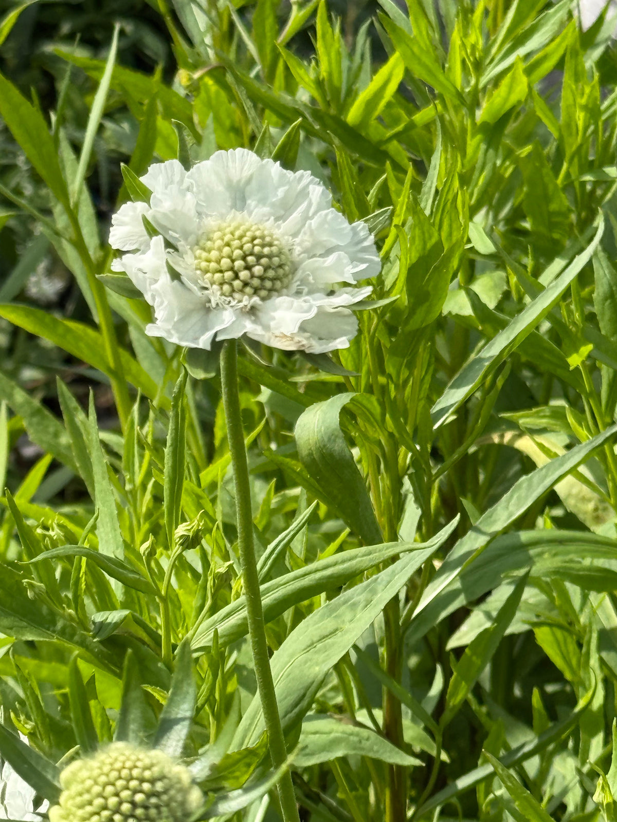 Scabiosa caucasica Fama® White | Pincushion Flower | Cut Flower therapyofflowers.com