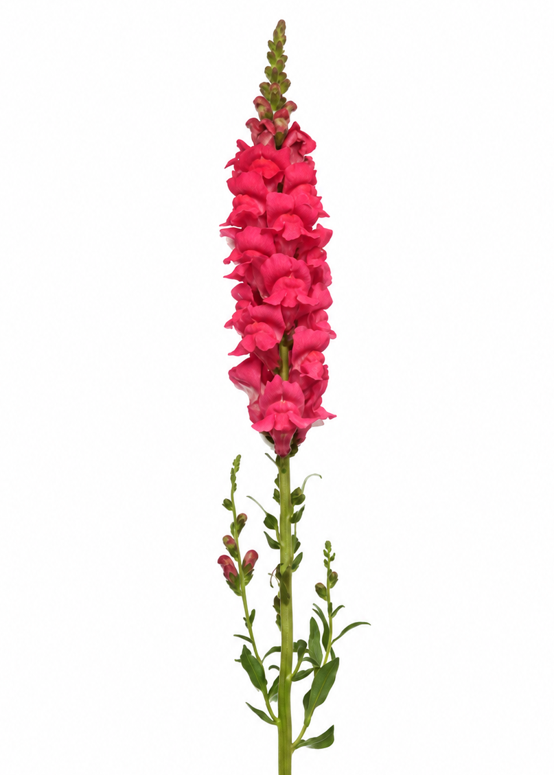 Lauvmutīte Early Potomac™ Rose Improved F1 | Antirrhinum majus sēklas