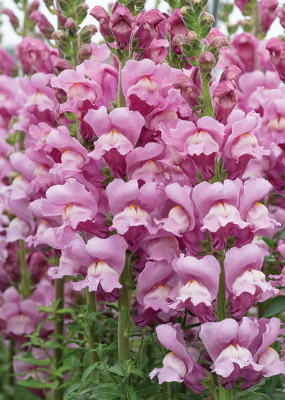 Antirrhinum majus Avignon Lavender F1 | Group 2 | Snapdragon therapyofflowers.com