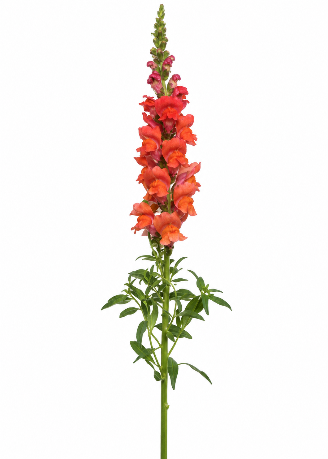 Lauvmutīte Potomac™ Bright Orange F1 | 3.–4. grupa | Antirrhinum majus