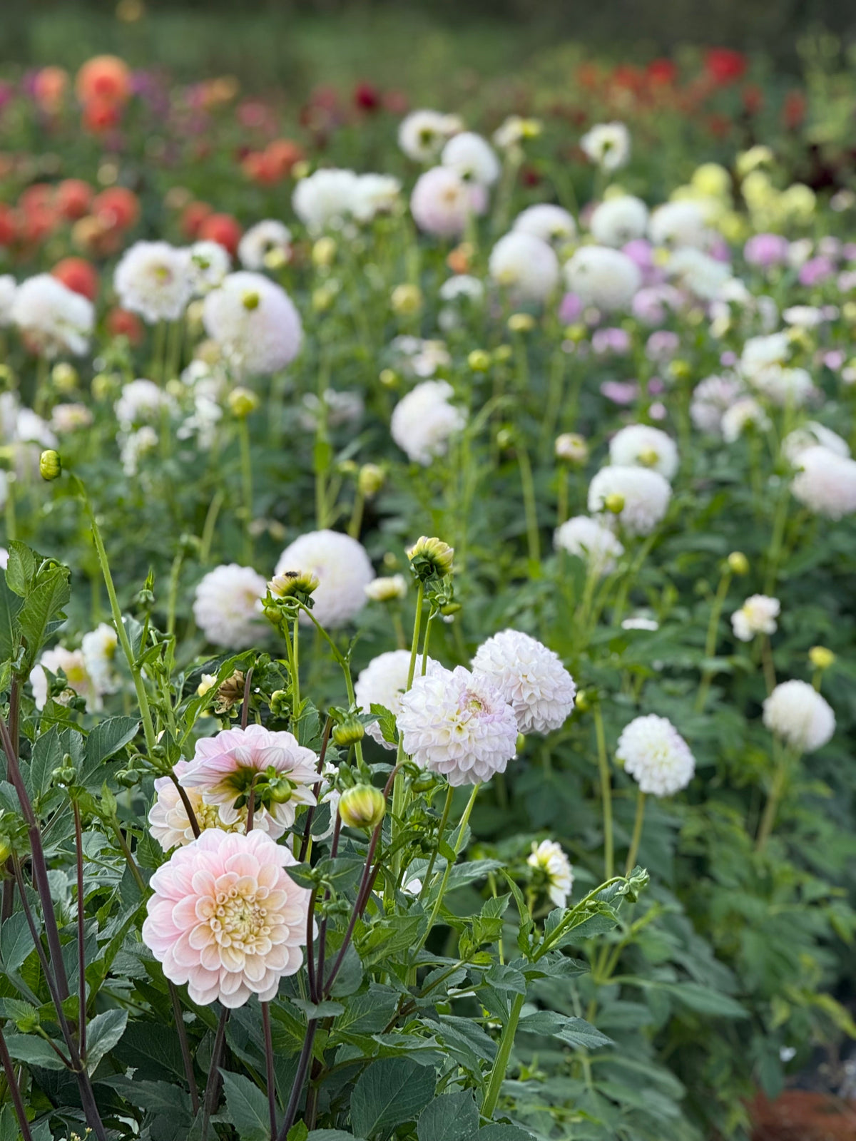 Dahlia Aprīļa Pilieni | Cut Flower Quality therapyofflowers.com