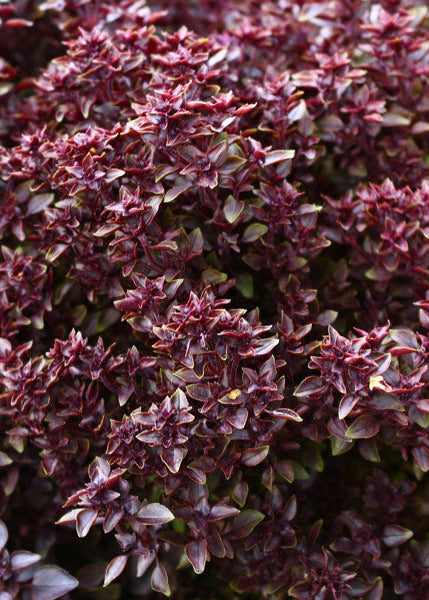 Purple Ball Basil | Ocimum Basilicum | Very aromatic Basil therapyofflowers.com