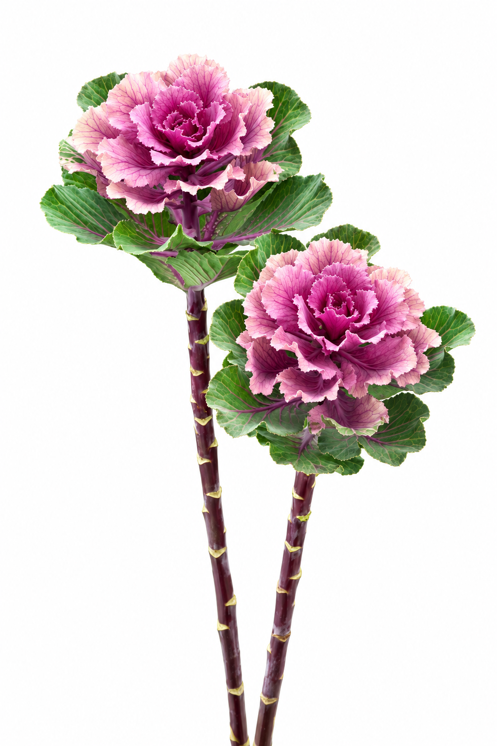 Dekoratīvais kāposts Flare™ Rose F1 | Brassica oleracea