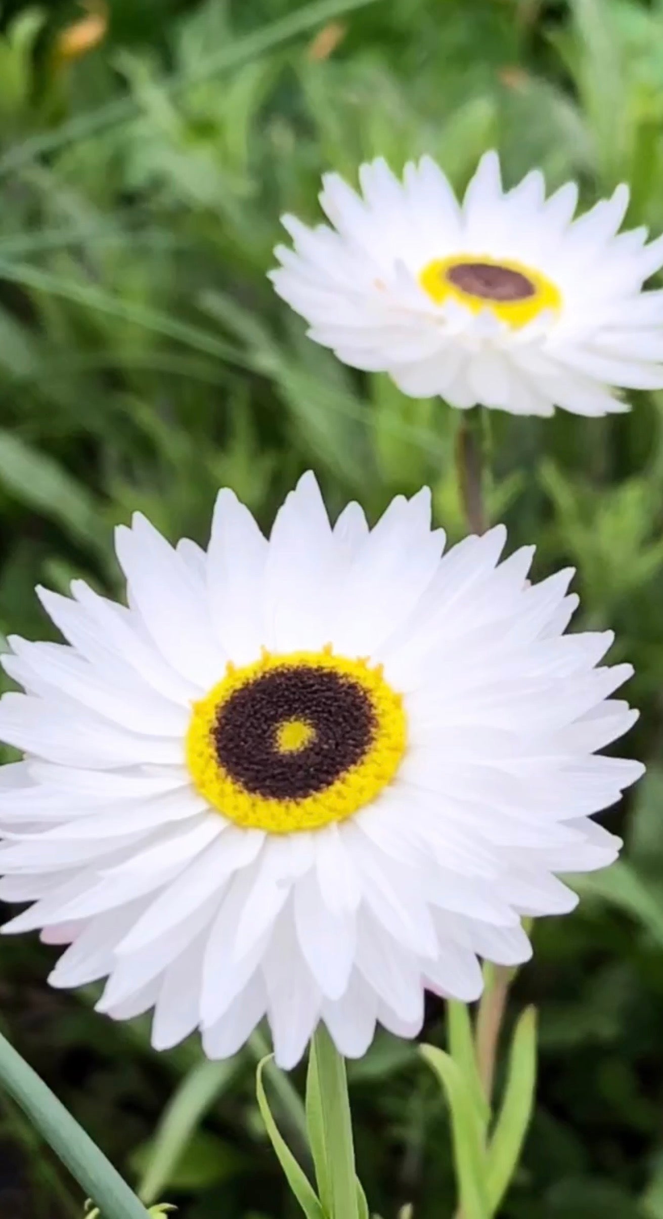 Helipterum roseum Pierrot White | Everlasting Pierrot therapyofflowers.com
