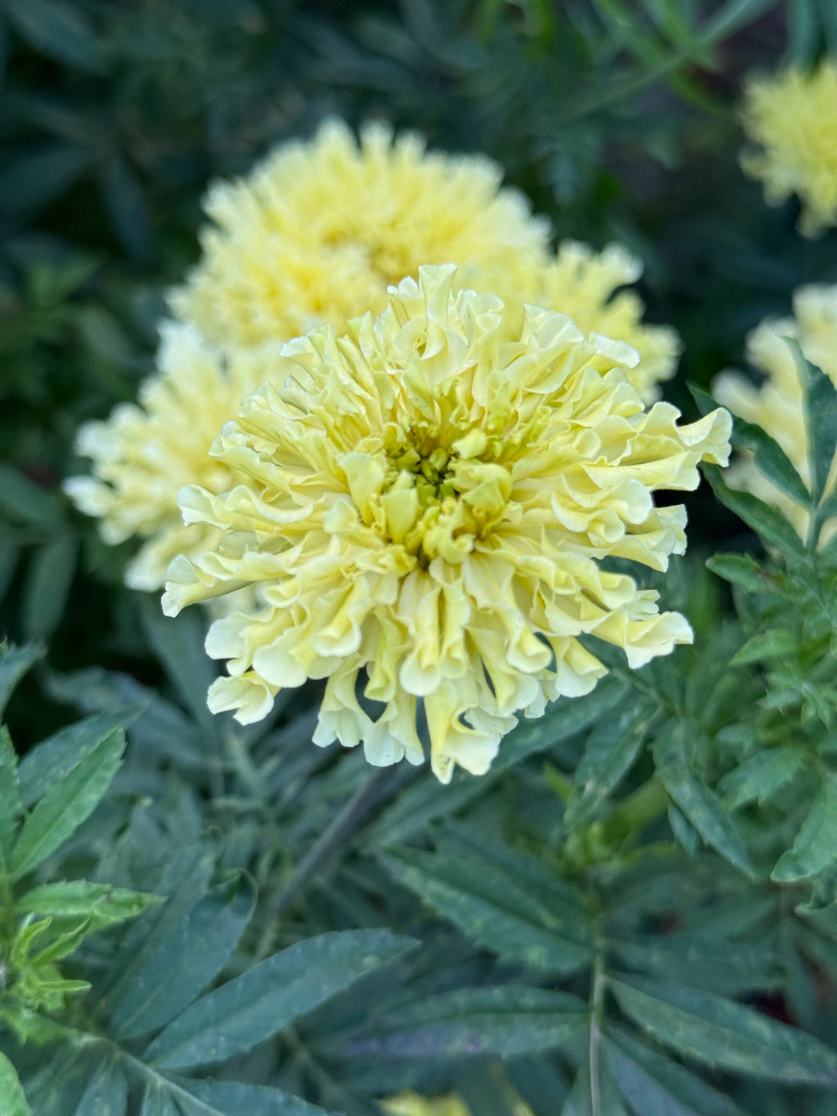 Tagetes erecta QIS® Imperiale Creme | African Marigold therapyofflowers.com