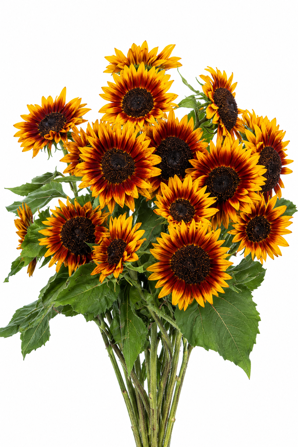 Helianthus annuus Floristan® | Sunflower therapyofflowers.com