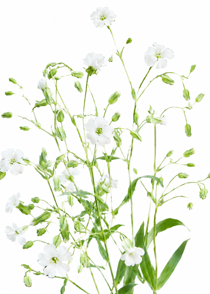 Saponaria vaccaria White Beauty | Cowcockle therapyofflowers.com