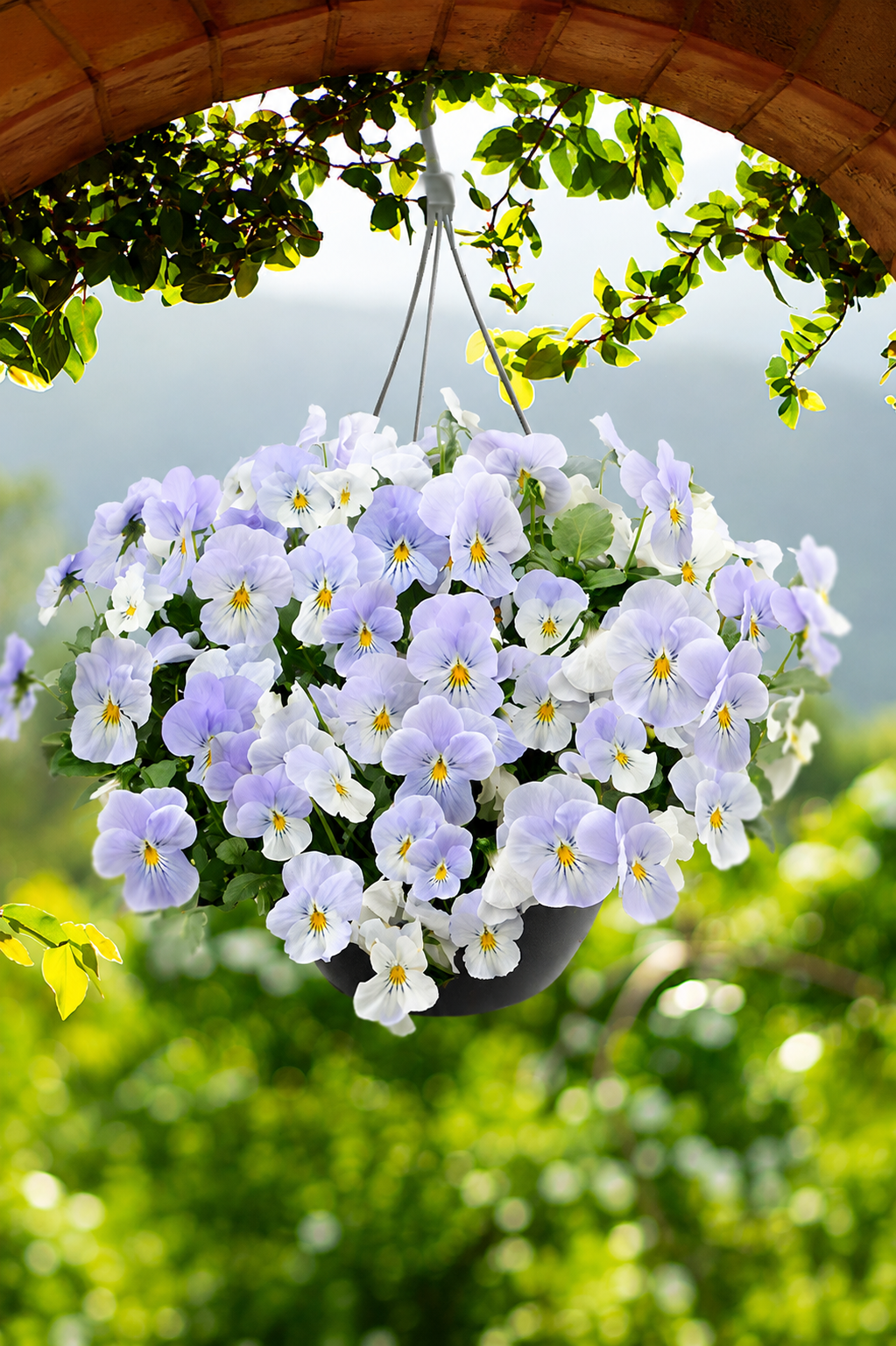 Viola x wittrockiana Highflyer™ Blue Heaven F1 | Premium Pots & Hanging Baskets therapyofflowers.com