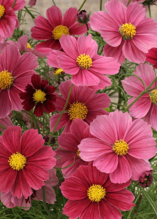 Cosmos bipinnatus Antiquity | Very early and Short plants | H-45 cm therapyofflowers.com