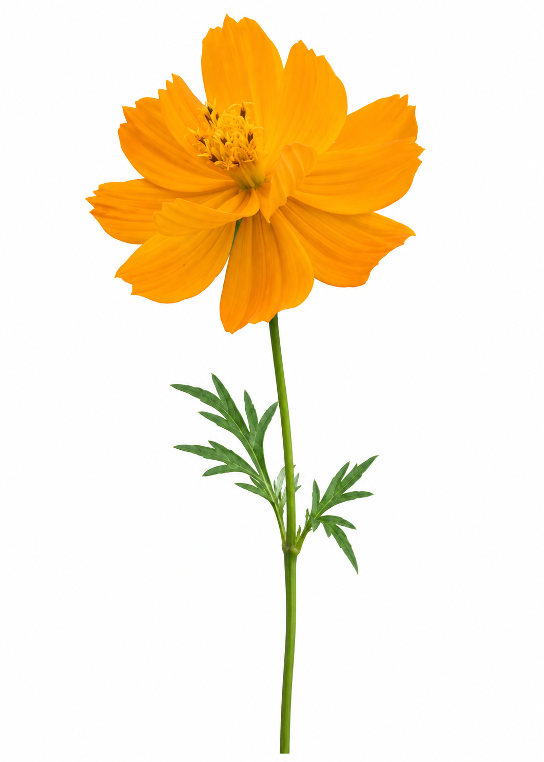 Sērdzeltenā kosmeja Cosmic Orange | Cosmos sulphureus