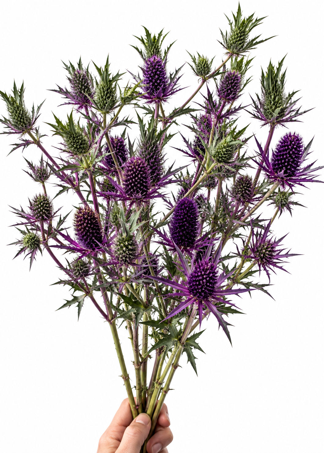Zilpodze Purple Sheen | Eryngium leavenworthii