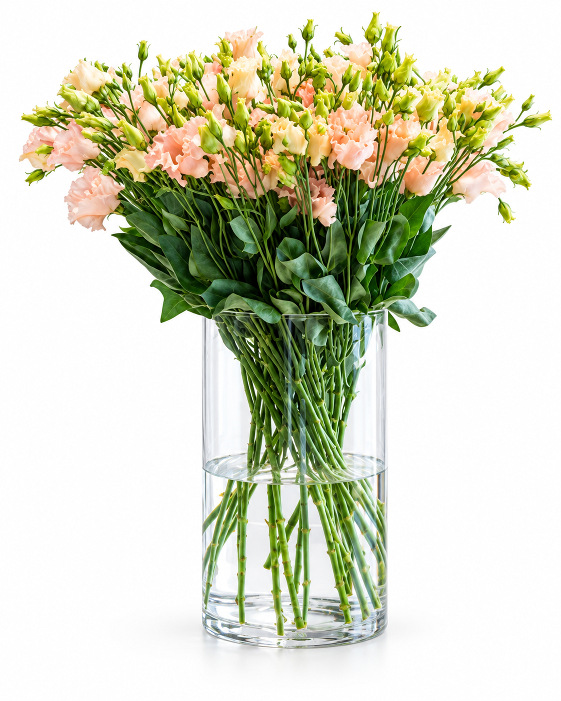 Lizante Falda™ Light Apricot F1 | Eustoma grandiflorum | Group 2