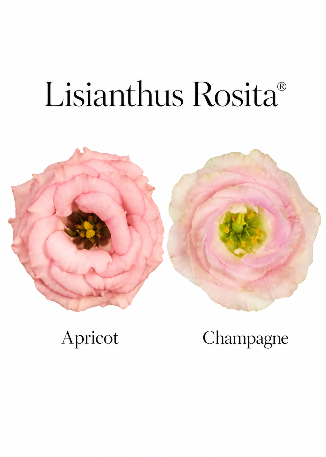 Liziante Rosita® Apricot F1 | Eustoma grandiflorum | Group 2