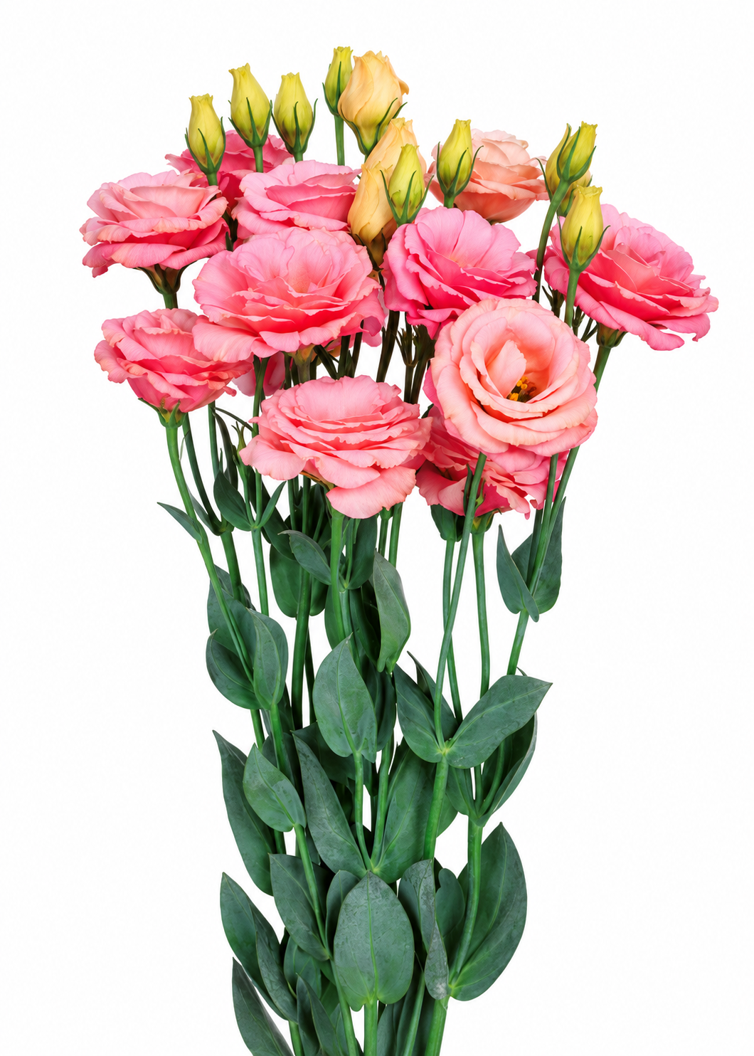 Eustoma grandiflorum Rosita® Apricot F1 | Group 2 Lisianthus