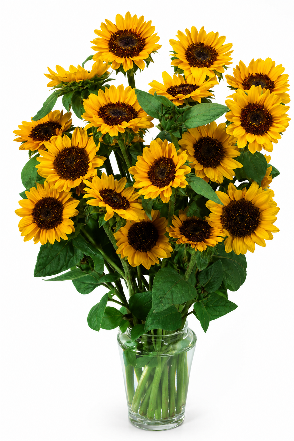 Helianthus annuus Sonja® | Sunflower therapyofflowers.com