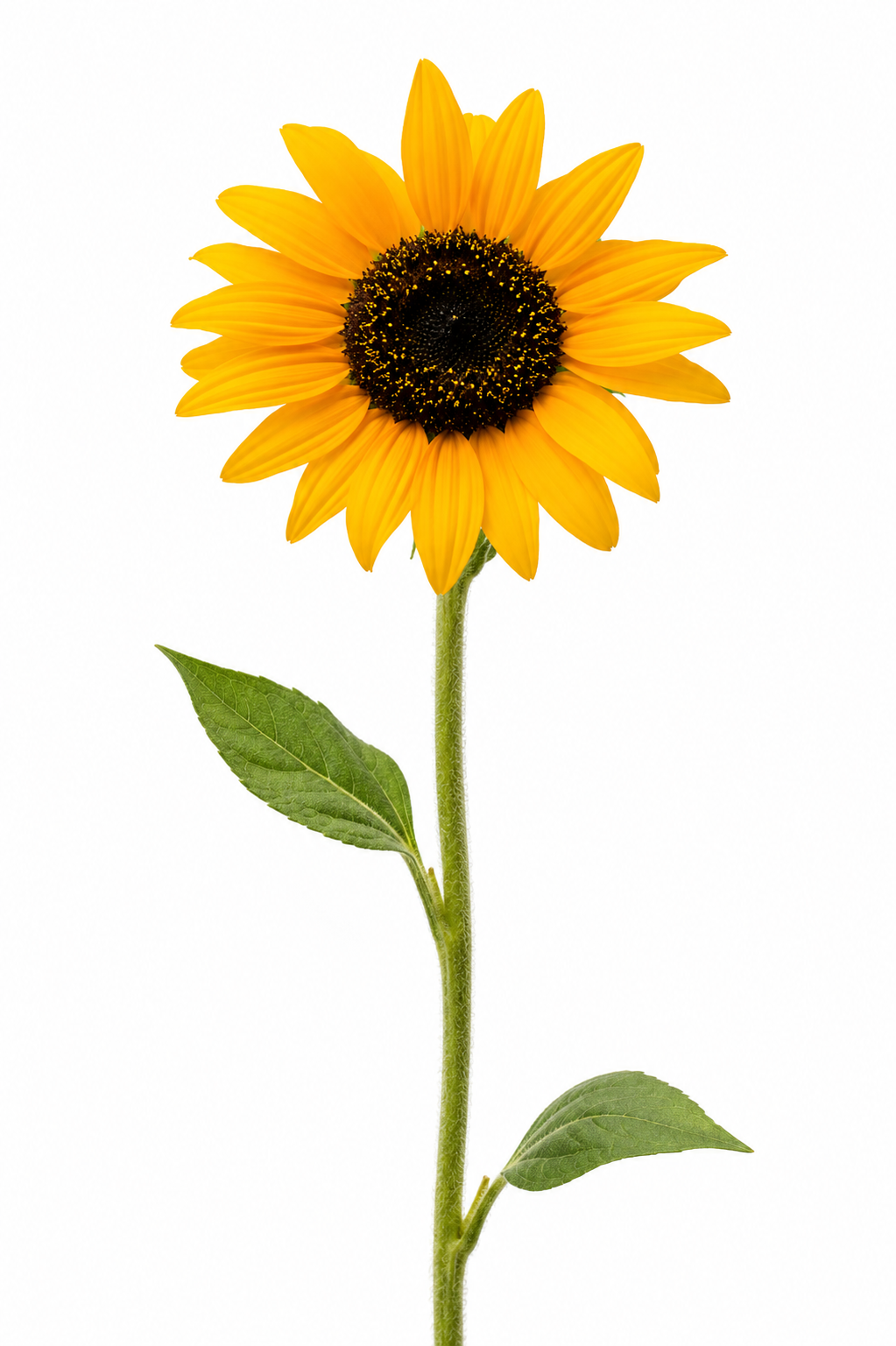 Helianthus annuus Sonja® | Sunflower therapyofflowers.com