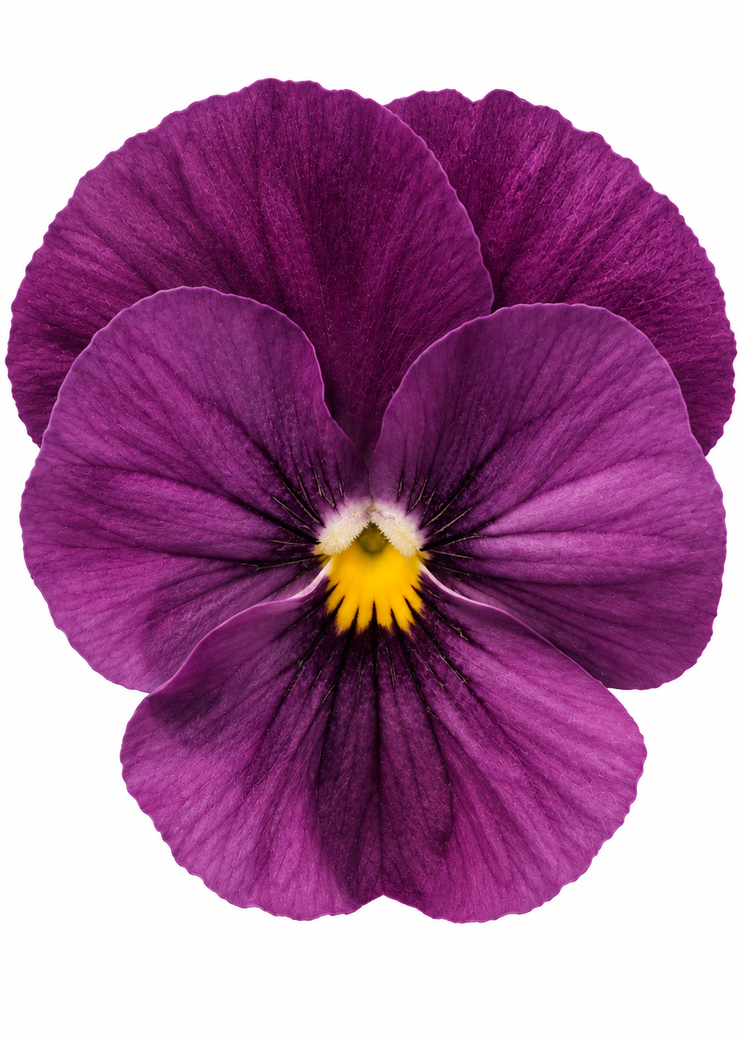 Viola cornuta Viola cornuta Admire® Orchid F1 | Horned Pansy therapyofflowers.com