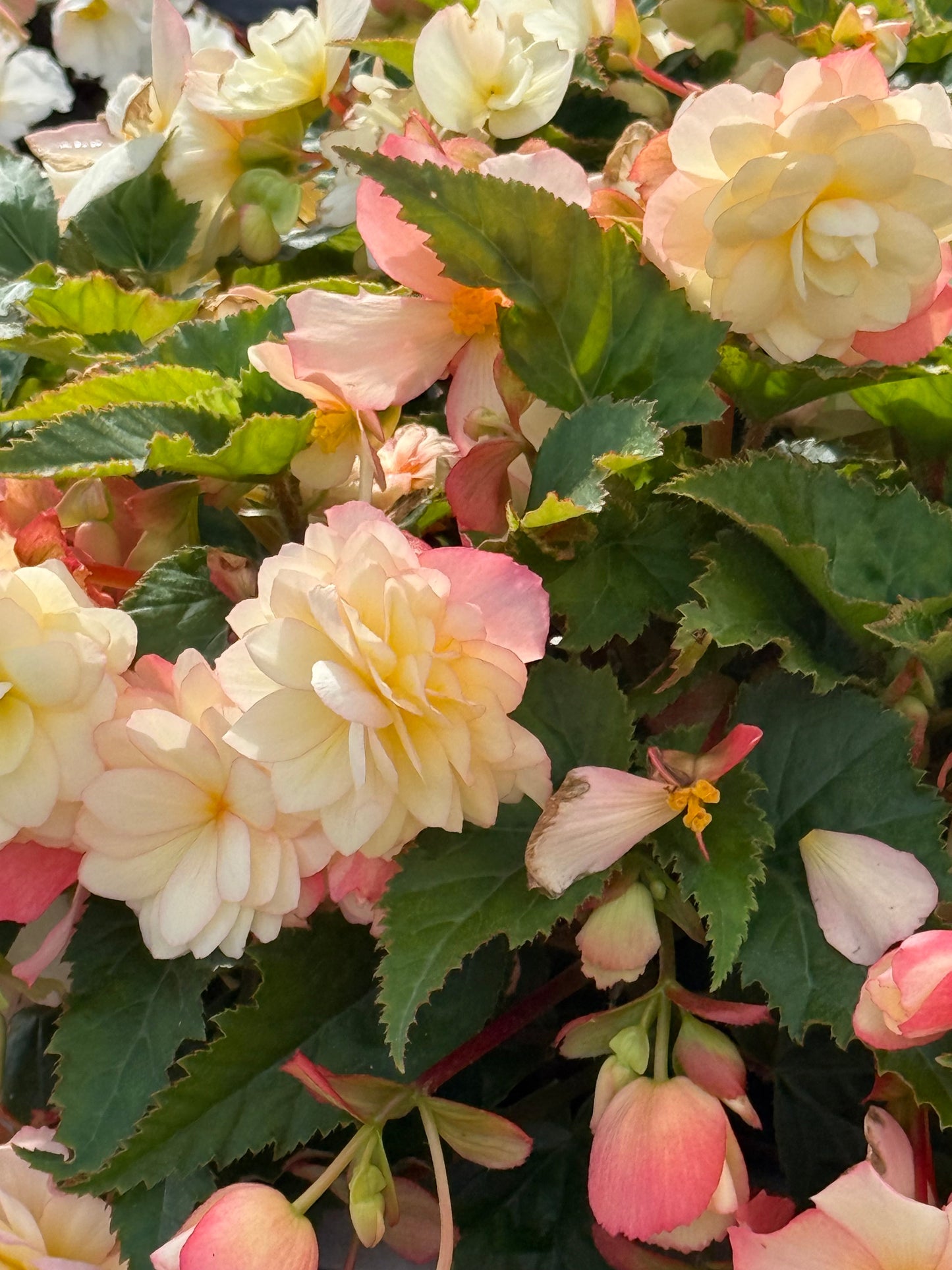 Begonia tuberhybrida Nonstop Joy® Peaches & Dreams F1 | Begonia tuberosa therapyofflowers.com