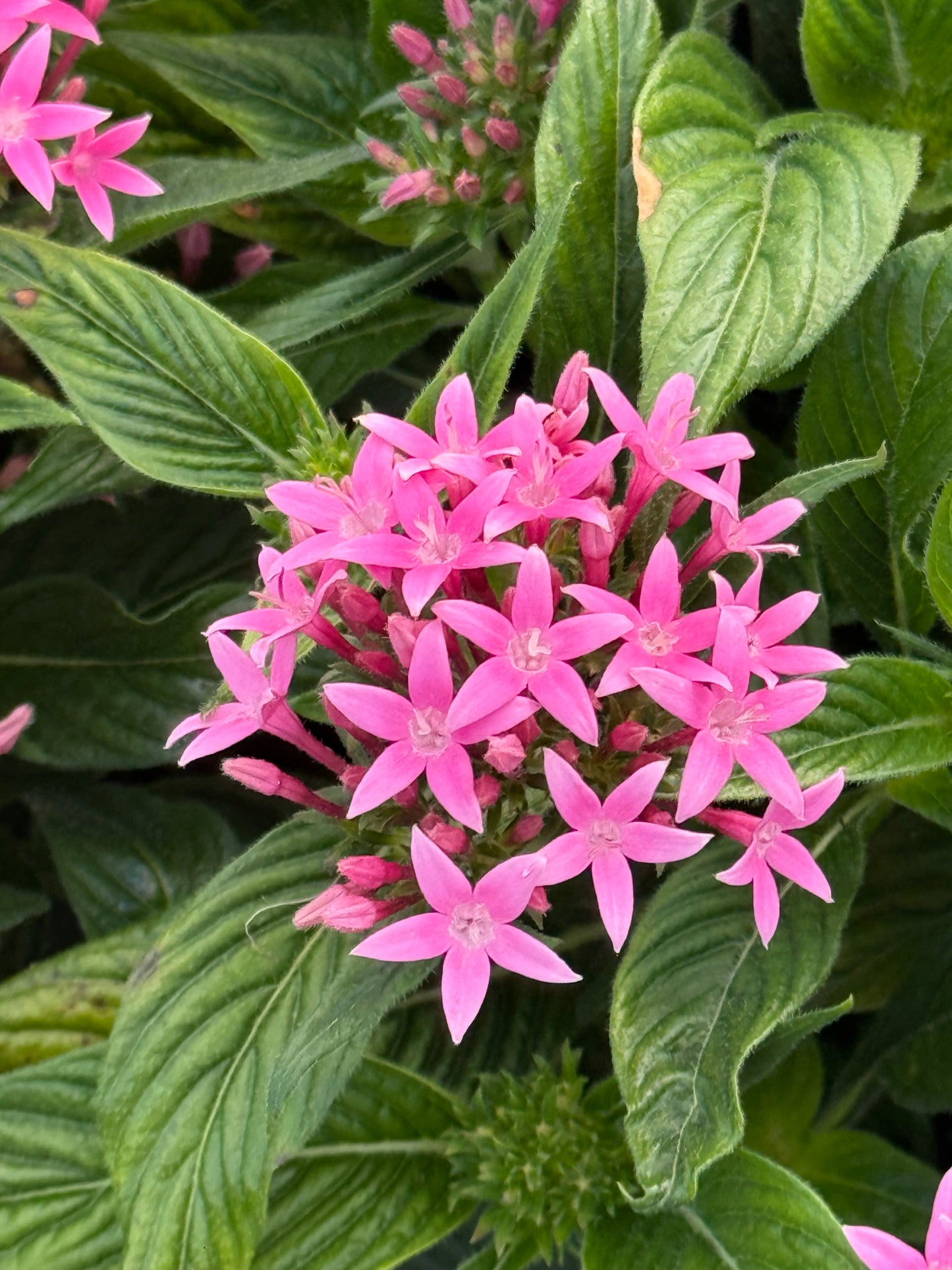 Pentas lanceolata Graffiti® Pink F1 | Egyptian Starcluster therapyofflowers.com