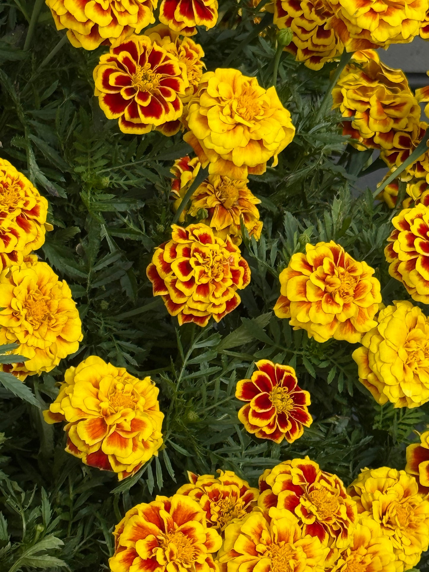 Tagetes patula Mango Tango | French Marigold | Early flowering therapyofflowers.com