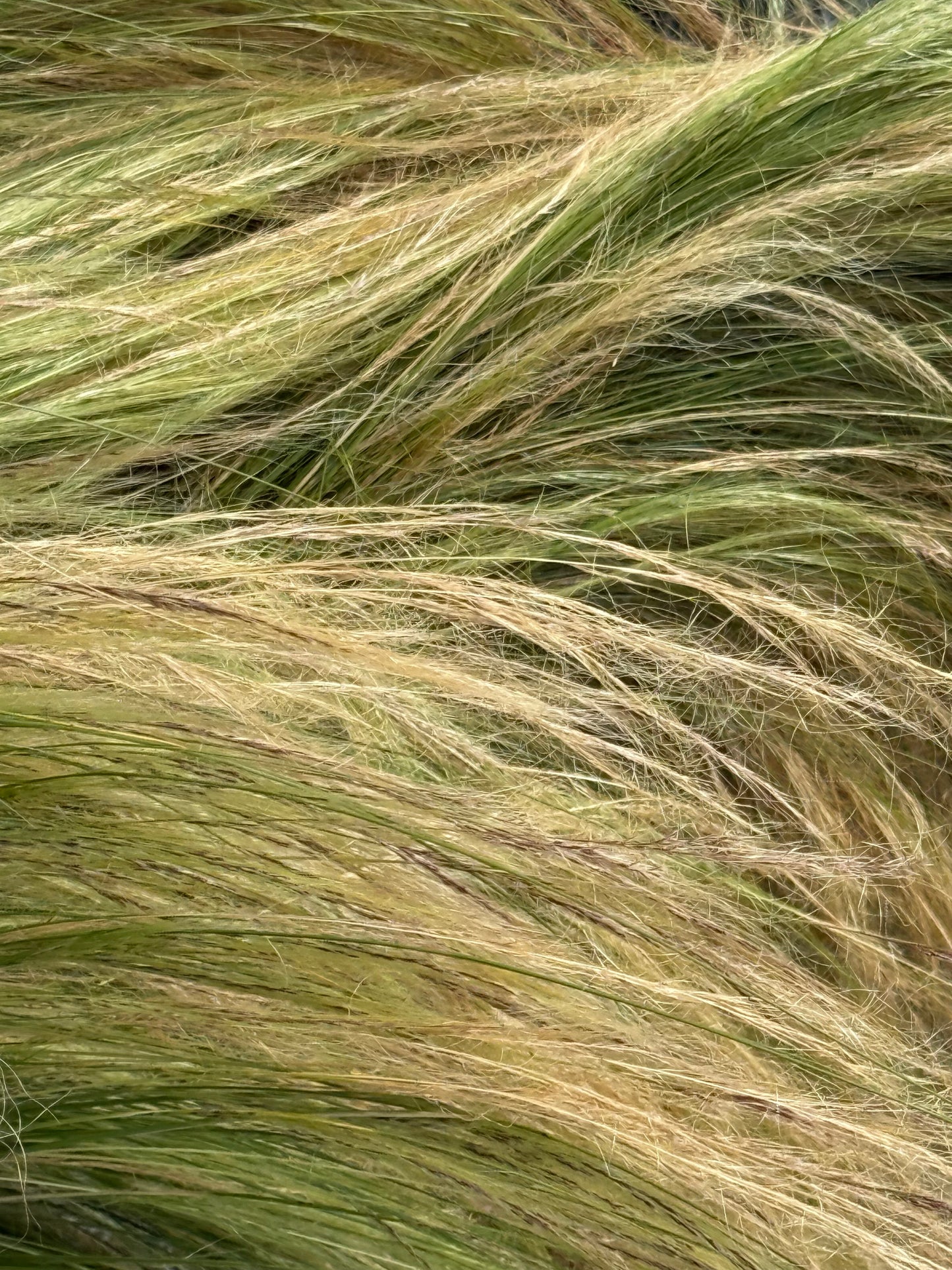 Nassella tenuissima Pony Tails | Mexican feathergrass therapyofflowers.com