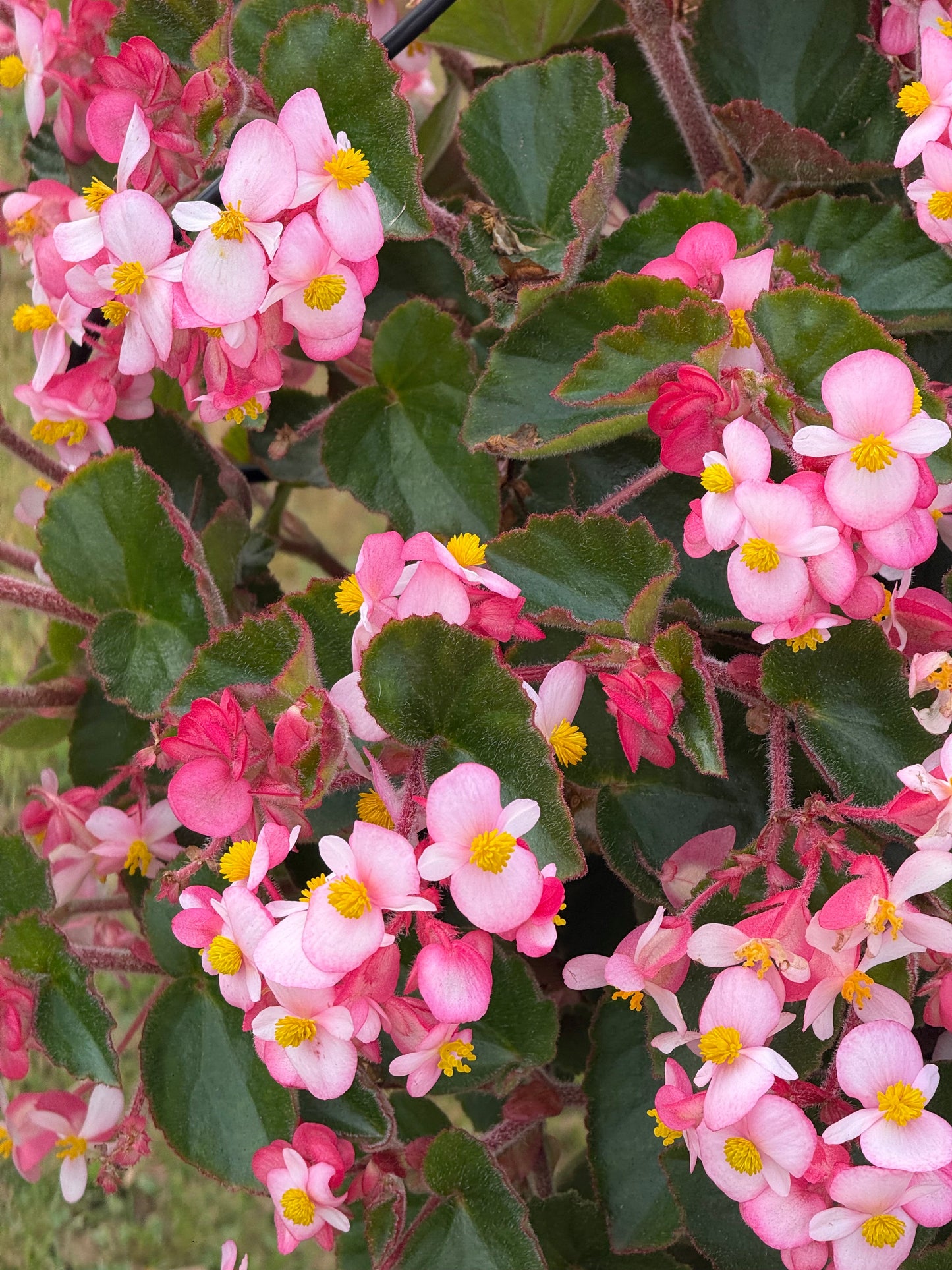 Begonia x hybrida Wookie Pink Splash F1 | Hybrid Begonia | For Premium Baskets therapyofflowers.com