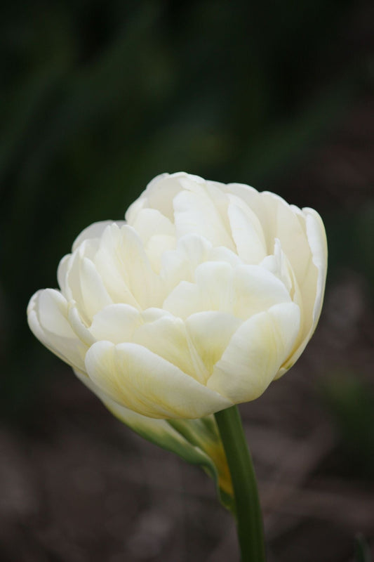 Tulip Casablanca | Fragrant Double Late Tulip therapyofflowers.com