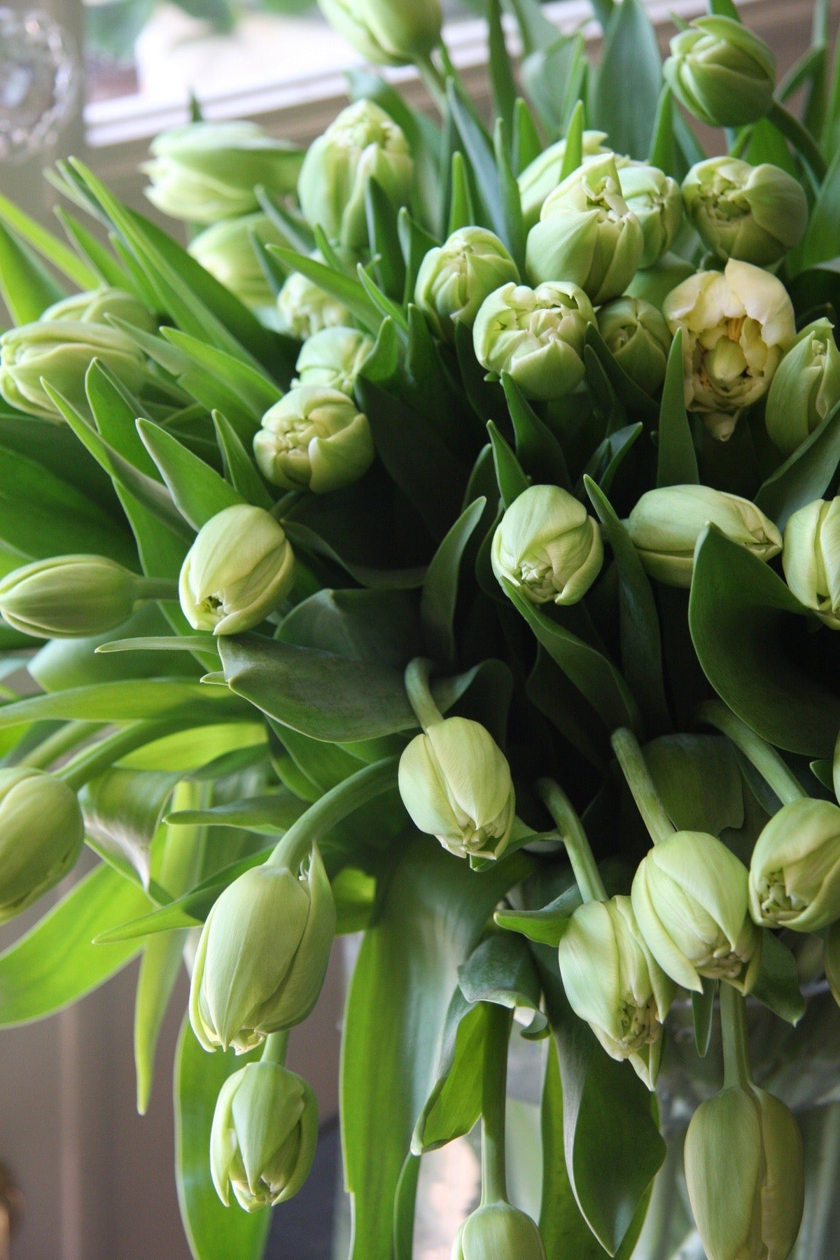 Tulpes Casablanca | Aromātiska pildīta vēlā tulpe