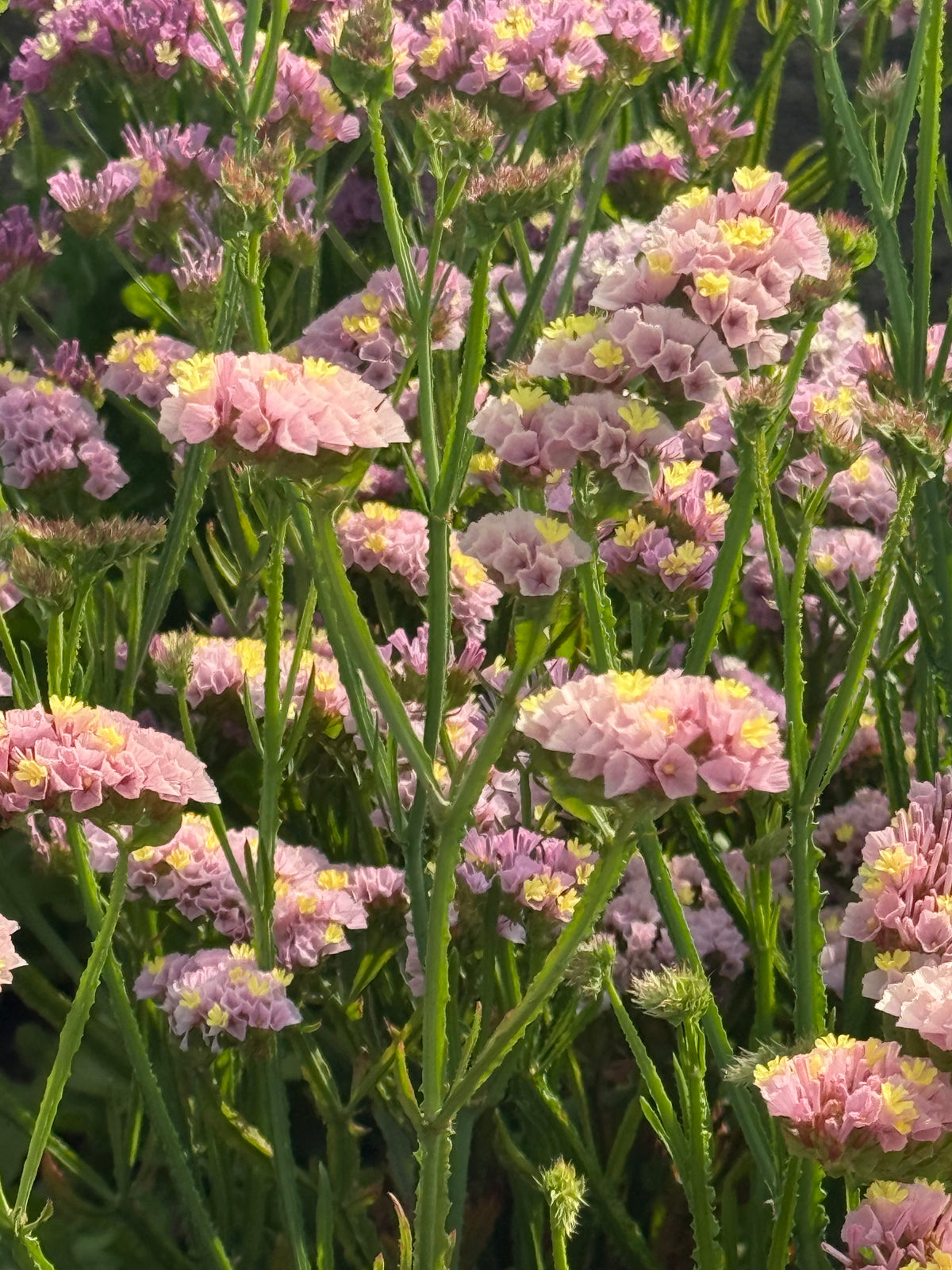 Jomotā limonija Forever Happy | Limonium sinuatum