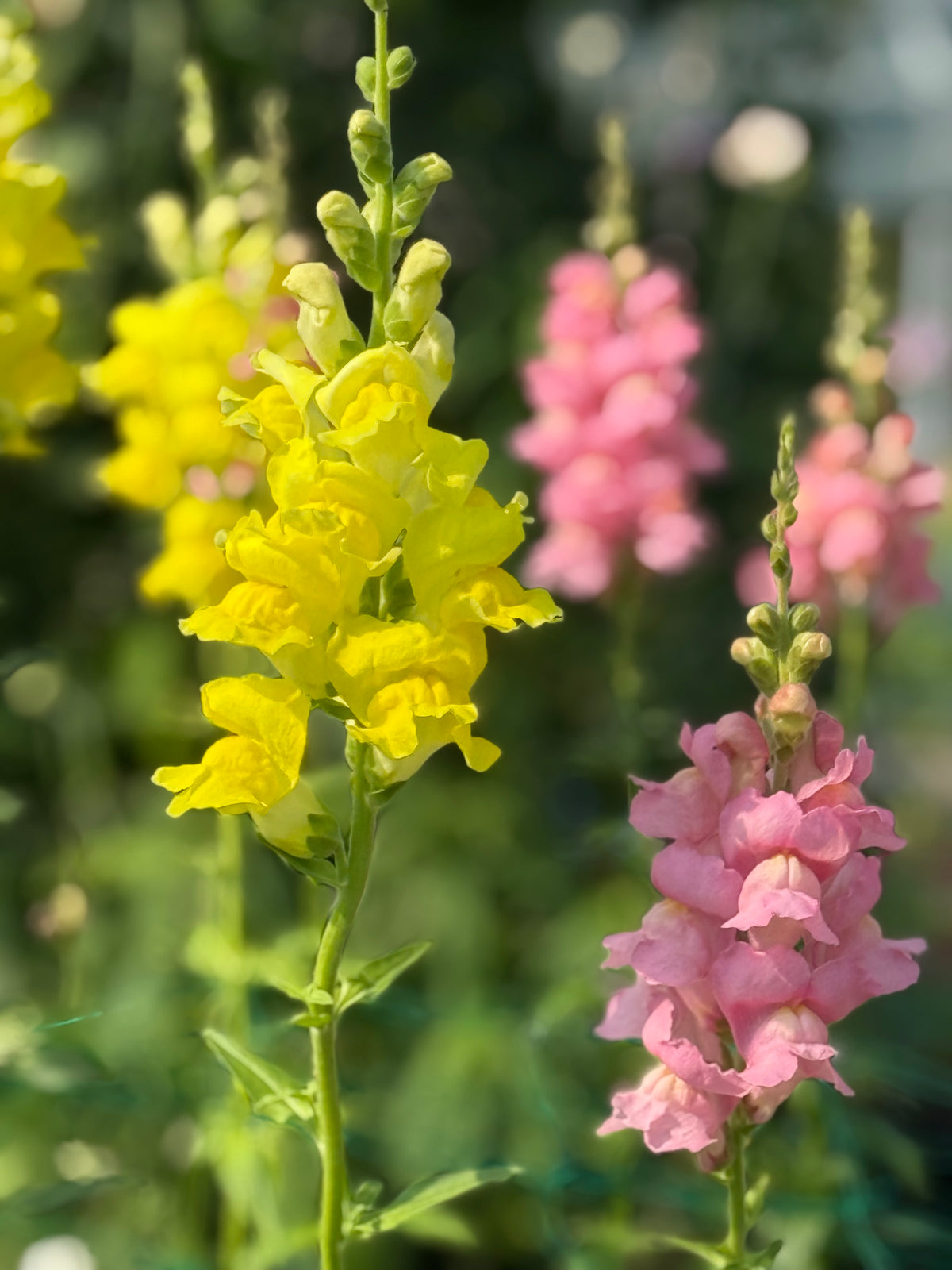 Antirrhinum majus Legend™ Pink F1 | Group 1 | Snapdragon