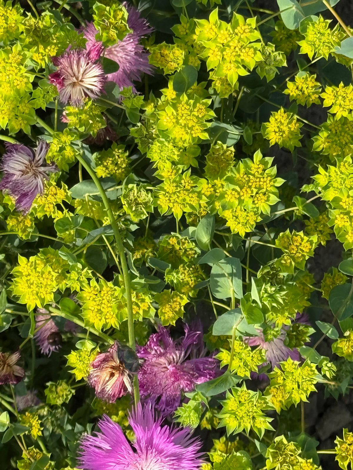 Apaļlapu bupleire Green Gold | Bupleurum rotundifolium