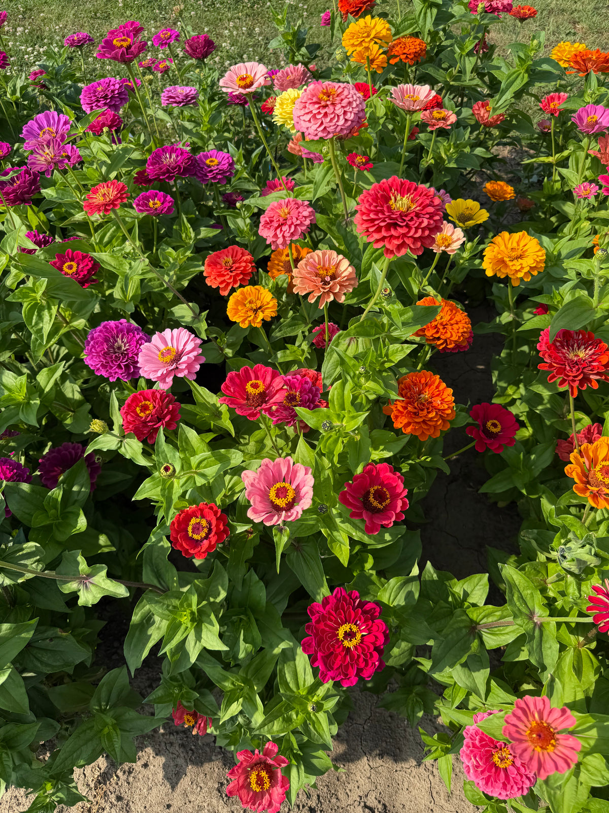 Cinnija Fieldgrown Mix | Zinnia elegans | Dālijziedu cinnija