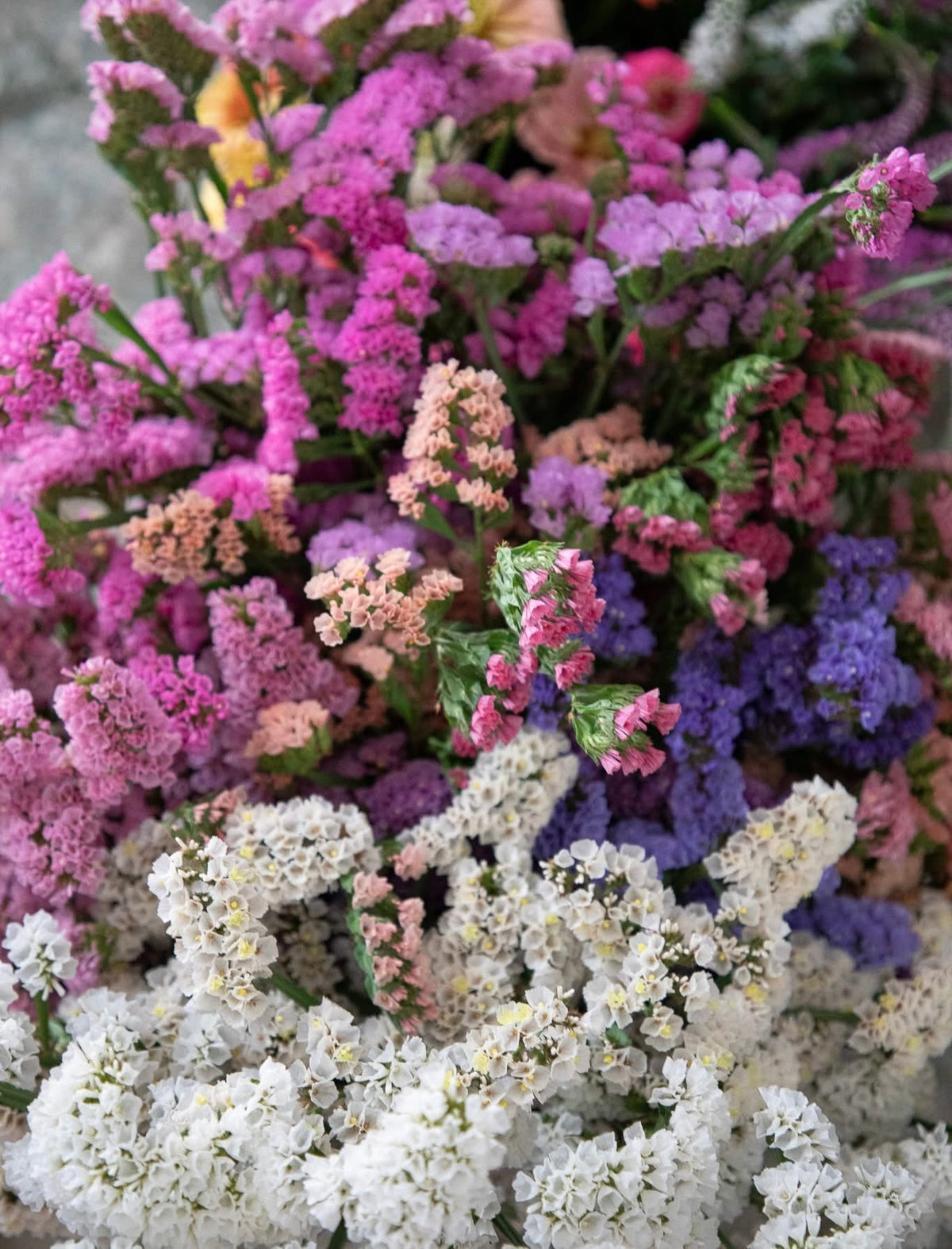 Limonium sinuatum QIS® White | Statice therapyofflowers.com