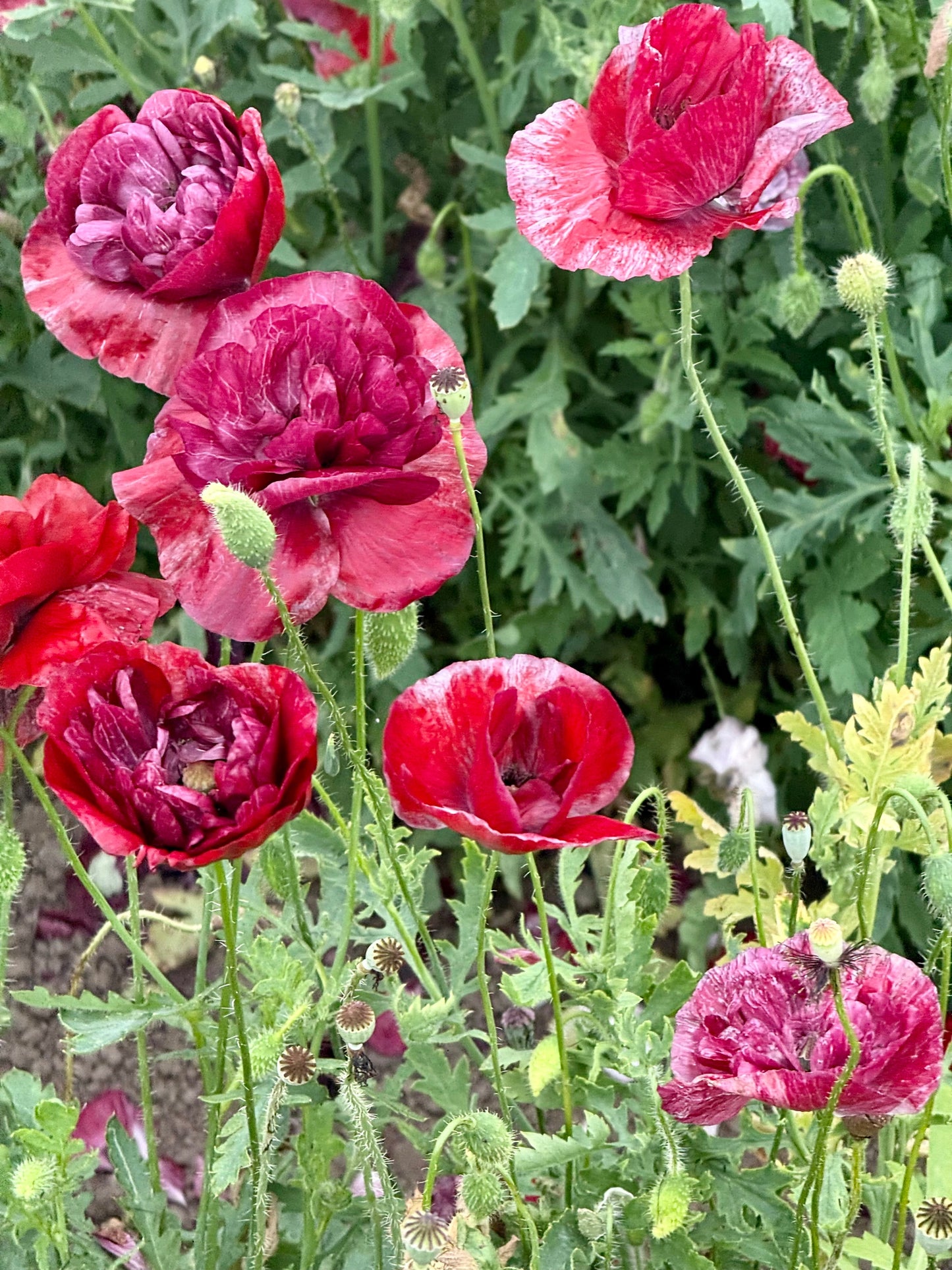 Papaver rhoeas Pandora | Corn Poppy therapyofflowers.com