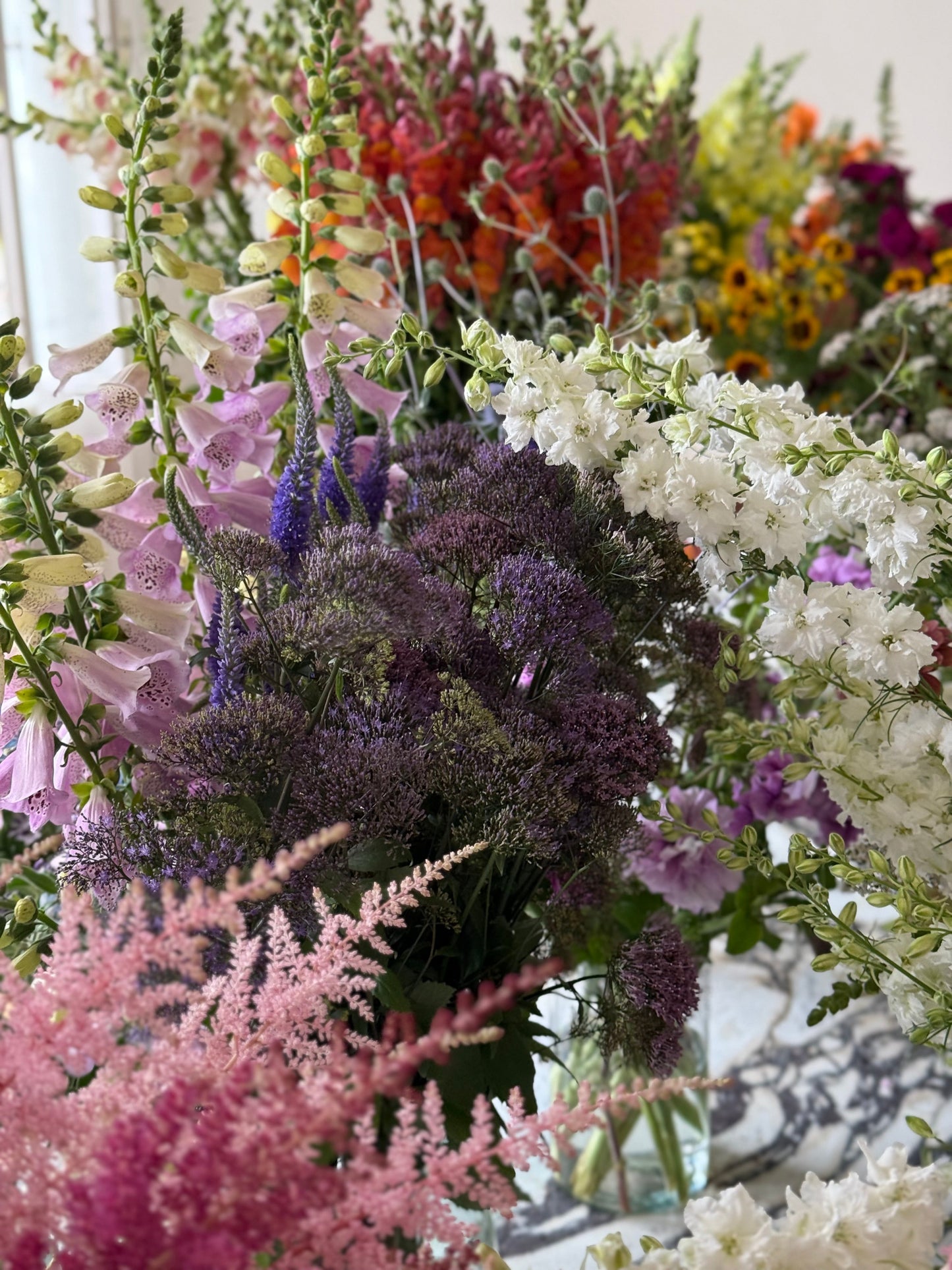 Trachelium caeruleum Supreme Early Light Blue | Throatwort therapyofflowers.com