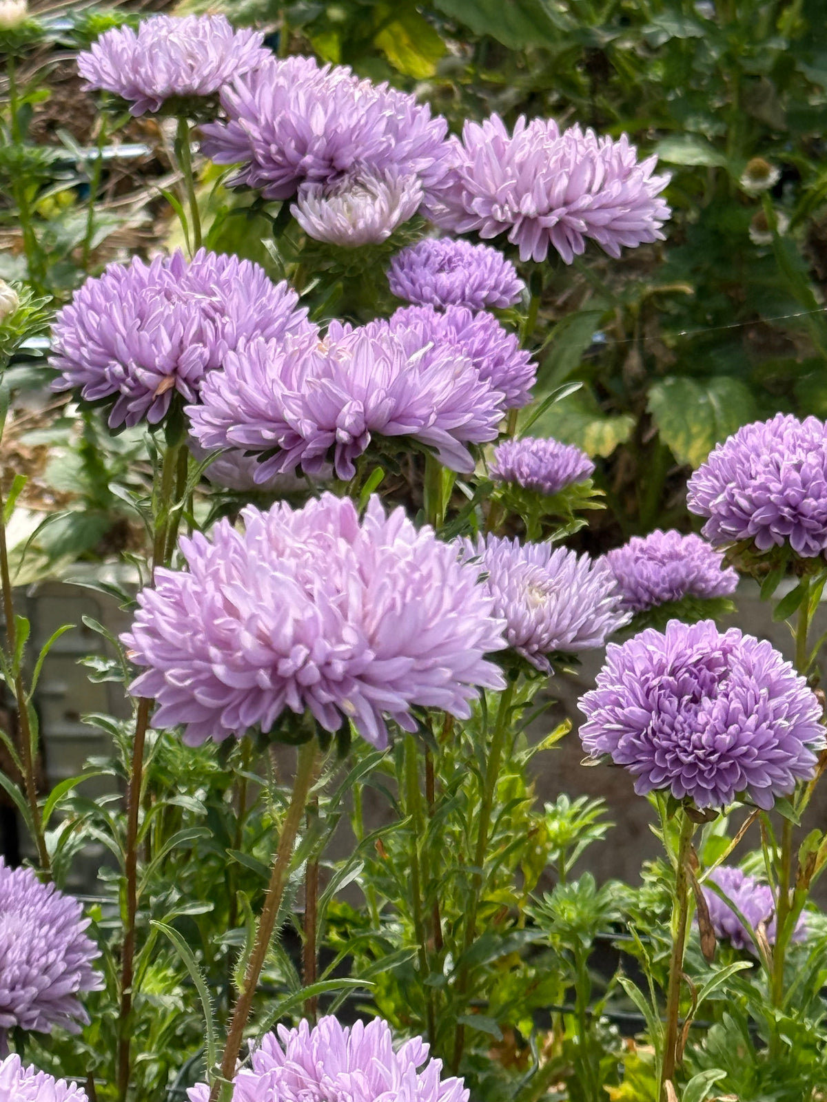 China Aster Syringa Lavender | Callistephus chinensis therapyofflowers.com