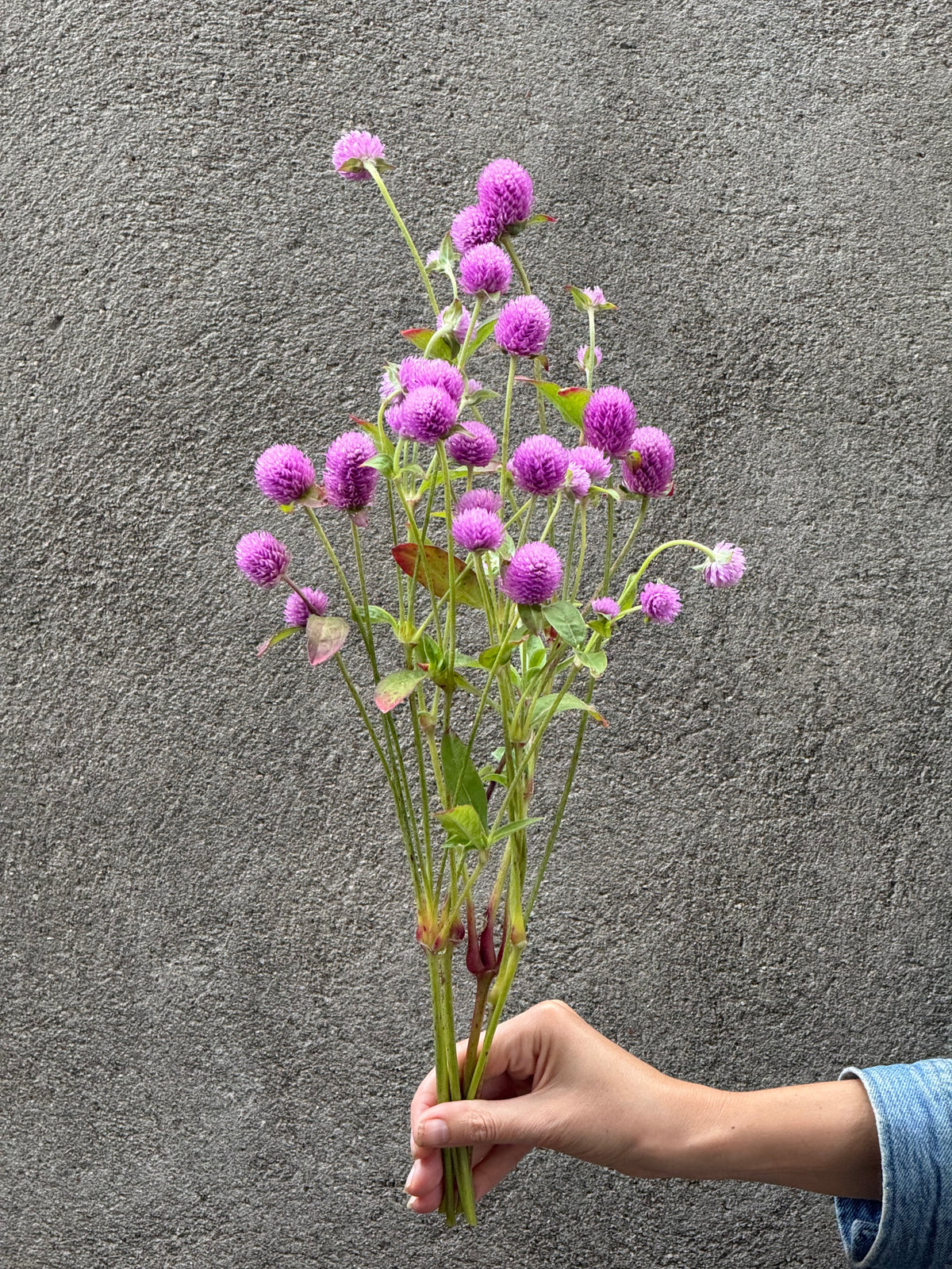 Lodveida gomfrēna Lavender Lady | Gomphrena globosa