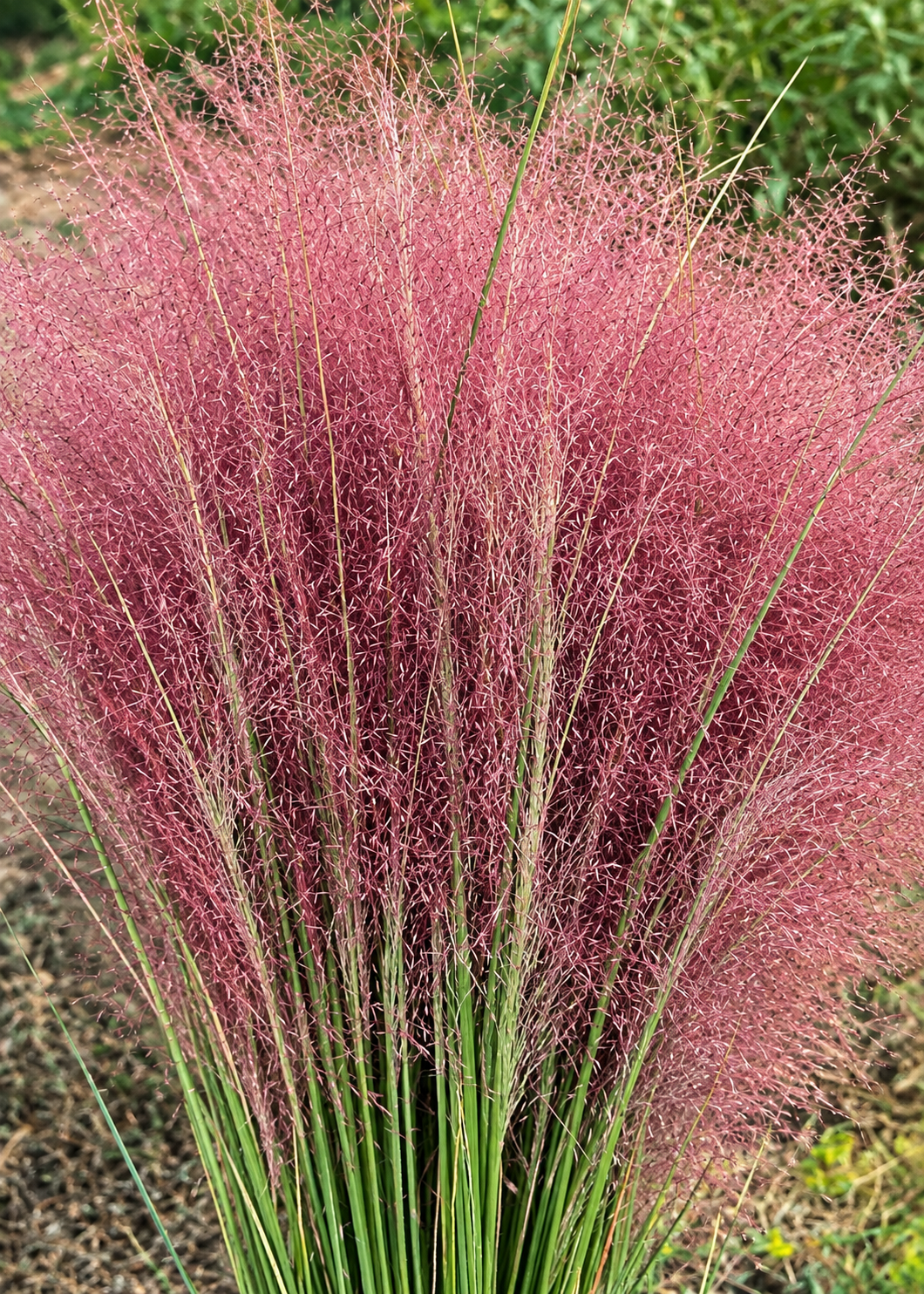 Muhlenbergija Rosy | Muhlenbergia reverchonii